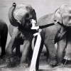 Модель Довима ван Клиф и слоны, 1955 - Ричард Аведон (Richard Avedon)