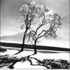 Деревья в снегу, Санкт-Мориц Швейцария, 1947 - Альфред Эйзенштедт (Alfred Eisenstaedt)