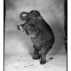 Elephant, New York 1991 - Патрик Демаршелье (Patrick Demarchelier)