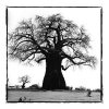 Tree, Tanzania 1993 - Патрик Демаршелье (Patrick Demarchelier)