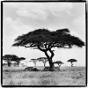 Zebras, Tanzania 1993 - Патрик Демаршелье (Patrick Demarchelier)