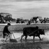 Французский военный конвой по пути в Doai Tan, 25 мая 1954 - Роберт Капа (Robert Capa)