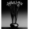 Irises, 1988 - Роберт Мэпплторп (Robert Mapplethorpe)