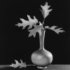 Leaf, 1987 - Роберт Мэпплторп (Robert Mapplethorpe)