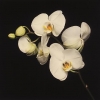Orchid, 1989 - Роберт Мэпплторп (Robert Mapplethorpe)