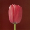 Tulip, 1988 - Роберт Мэпплторп (Robert Mapplethorpe)