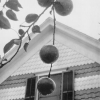 Apples and Gable, Lake George, 1922 - Альфред Стиглиц (Alfred Stieglitz)