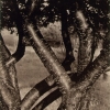 Dancing Trees, 1922 - Альфред Стиглиц (Alfred Stieglitz)