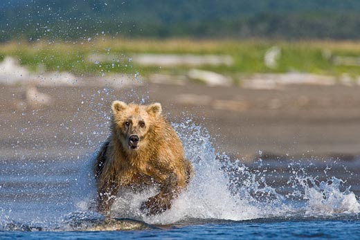 A bear runs after salmon, Al Vinjamur (New York, NY), Photographed August 2007, Hallo Bay, AK