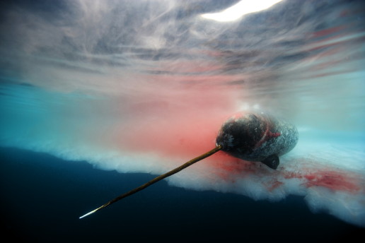 Paul Nicklen, Canada, National Geographic Magazine - 2