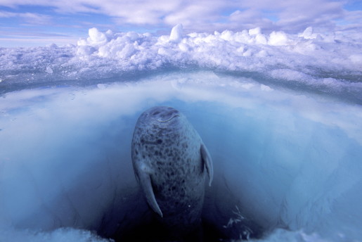 Paul Nicklen, Canada, National Geographic Magazine