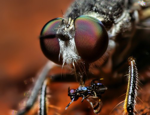 Robber Fly (Atomosia puella) with Prey