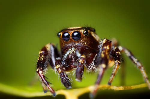 Male Bronze Lake Jumper Jumping Spider
