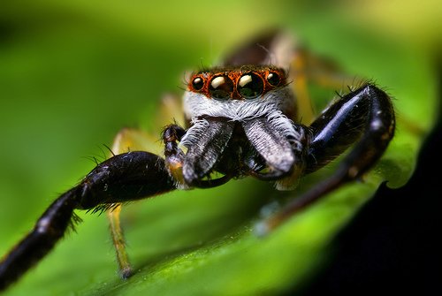 Male Hentzia palmarum Jumping Spider