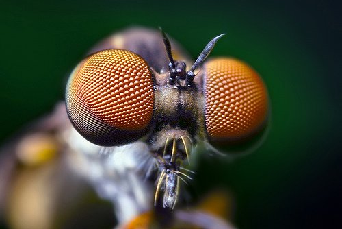 Compound Eyes of a Robber Fly - (Holcocephala fusca)