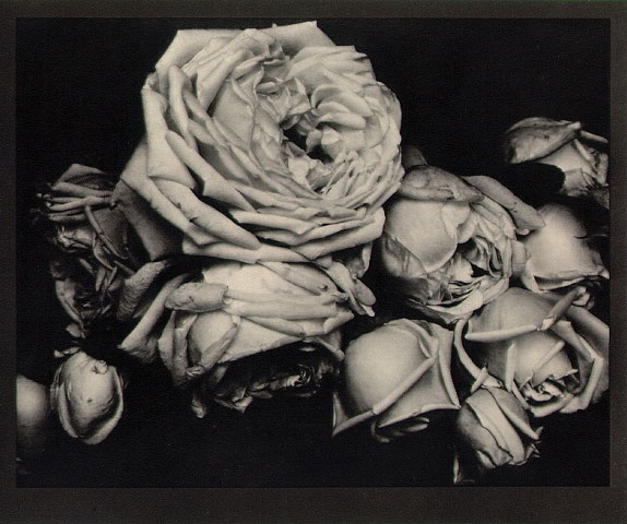 http://buy-books.ru/img_cache/img002/steichen-heavy-roses-1914.jpg