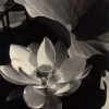 Lotus, Mount Kisco, New York, 1915 - Эдвард Стейхен (Edward Steichen)